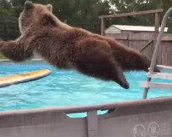 Grizzly Bear Belly Flops Into Pool, Then Smiles For The Camera