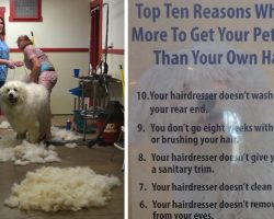 Groomer’s Hilarious Poster Explains Why Her Services Cost More Than Your Haircut