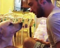 He Began To Scold His Dog, But The Guilty Pup’s Ridiculous Reaction Was Just Too Much