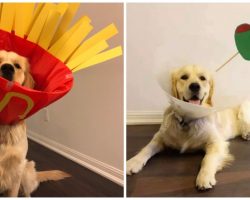 Golden Retriever Wins The Internet With His Doggy Cones Of Shame