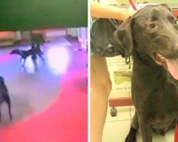 Parents Worry For Missing Dog, Find Out He Ran Miles To His Favorite Daycare