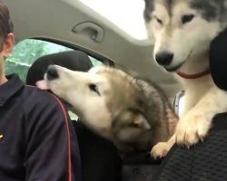 He Picked Up Huskies From Daycare And Filmed Their Reaction, Now The Internet Is In Love