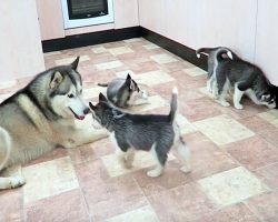 Rambunctious Husky Meets His 9 Pups For First Time – Outcome Doesn’t Disappoint