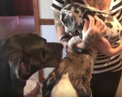 Mom Introduces The New Puppy, And Here Comes The Great Dane’s Jealousy
