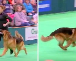 Dog Wins Hearts At Dog Show With Intense Discipline, His Focus Is Incredible