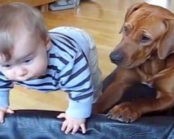 Dog Spots Baby Trying To Climb Into Doggy Bed – Quickly Comes To His Aid