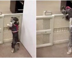 Pup Sees His Doggy Sister Struggling To Get Over Gate – Lends Her A Helping Paw