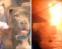 Pit Bull Risks Own Life To Save Toddler From Fire, Shields Her From All Dangers