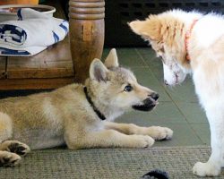 Wolf Pup And Border Collie Meet For The First Time – Have The Cutest Playdate