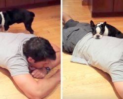 Timid, Abused Puppy Mill Survivor Gathers Courage To Snuggle Dad For The First Time