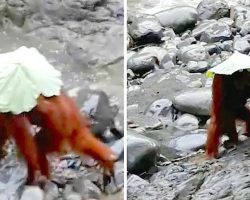 Orangutan Mom Wants To Shield Baby From Rain, Comes Up With An Ingenious Plan