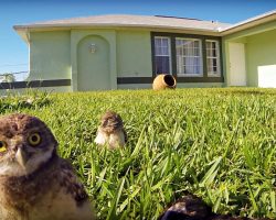 Pair Of Curious Owls Discover A Camera – Put On A Show With Epic Dance-Off