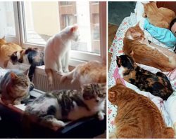 Pianist Saves Unwanted Cats, Melts Hearts With His Bedtime Routine For Them