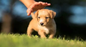 Puppies For Sale