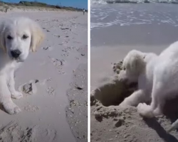 Puppy Furious After Ocean Waves Destroy His Sandcastle