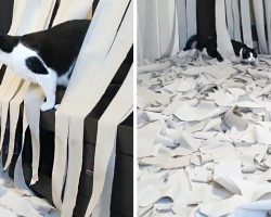 Hidden Cam Films Epic Moment Cat Realizes A Room Is Filled With His Favorite Thing
