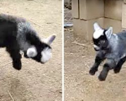 Baby Goat Dances Like No One’s Watching, His Cute Dorky Moves Will Win You Over