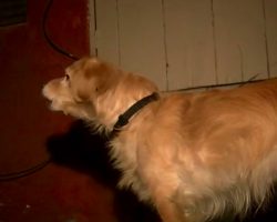 Rescue Dog Senses Danger In The Wall And Wakes Dad In The Middle Of The Night