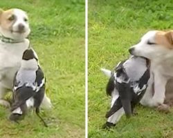 Goofy Dog Befriends Equally Comical Magpie, What They Do Together Is Outrageous