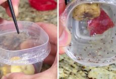 Fruit Flies Invading Your Kitchen This Summer? This Simple Trick Gets Rid Of Them