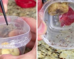 Fruit Flies Invading Your Kitchen This Summer? This Simple Trick Gets Rid Of Them