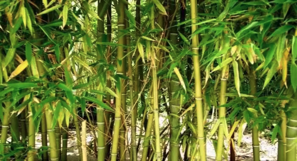 The Chinese Bamboo