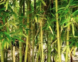 The Chinese Bamboo