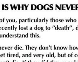 We Were Wrong All Along — This Is Why Dogs Never Actually Die