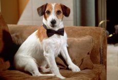 4 of the Most Interesting Dogs in History