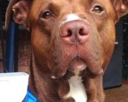 Pit Bull Runs Toward Screaming Kid And Ended Up Saving Child From A Deadly Snake