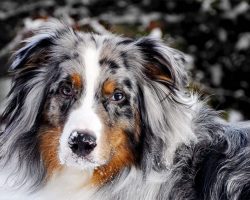 Canine Astrology: Breeds and Dog Personality Traits That Match Your Star Sign