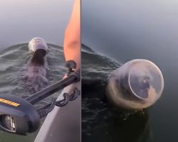 Family On A Boat Comes Across A Bear Swimming With Its Head Stuck In A Jar