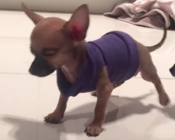 Puppy abandoned because he always looks like he’s dancing finds true love