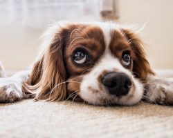 9 Signs To Look For To Know If Your Dog is Unhappy