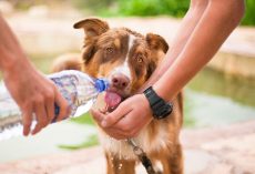 Dog Health 101 : How to Keep Your Dog Healthy
