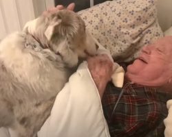 Loving Dog Comforts Grandpa For A Wholesome Encounter