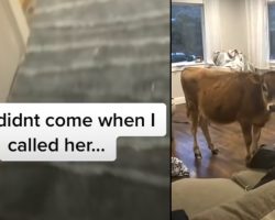 Mom Lets Dog Out And Doesn’t Close The Door, And Pup Returns With A Friend