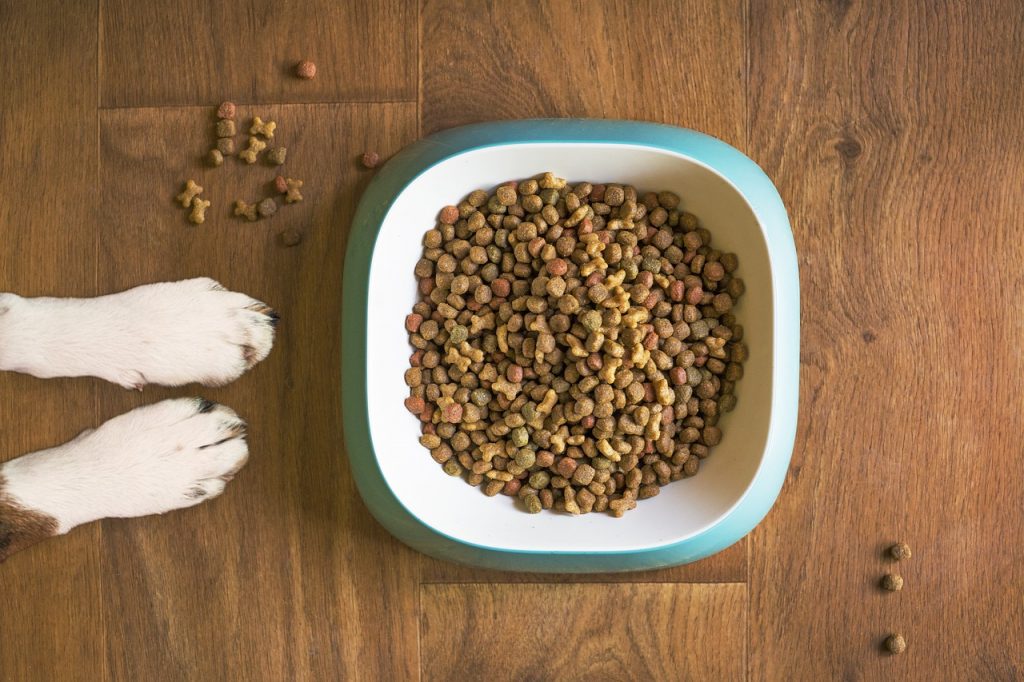 Kibble, Raw, or Table Scraps: What’s Best for Your Dog?