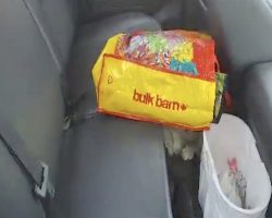 Dog Found In Hot Vehicle Was Doing His Best To Give Himself Some Shade