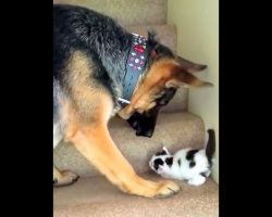 Mom Warns Dog To “Stay Away” From The New Kitten, But The Dog Refuses To Listen