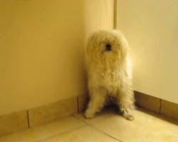 Molested Dog Knows What’s Coming And Hides In The Corner When They Come Close