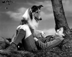 Dogs in History: Pal, the Wonder Dog Behind Lassie