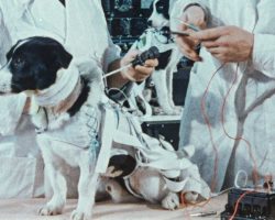 Dogs in History: The Story of Laika the First Space Dog