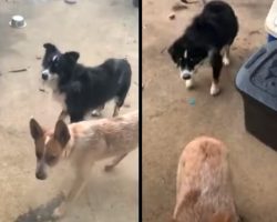 Guy Goes To Check On His Dogs, Sees Them Outside With A New Friend