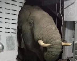 Elephant Breaks Through The Wall To Look For Something Good To Eat