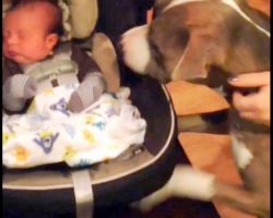 Parents Bring Home Newborn Baby & Impatient Pit Bull Jumps At The Baby’s Face