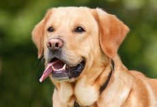 My FURst Time: What is the Best Dog for New Owners Like You?