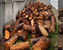 Stick-Loving Dog Blends In With The Giant Pile Of Logs