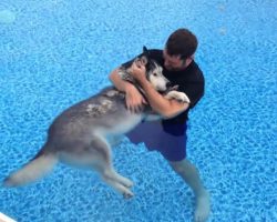 Man Gives His Paralyzed Husky Pool Therapy To Help Relieve The Pain, And Help Him Walk