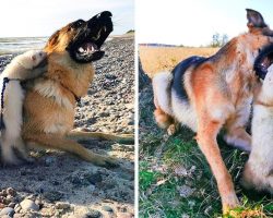 Woman Hoped Big Dog & Ferret Would Become Friends, But The Dog Opened Her Mouth